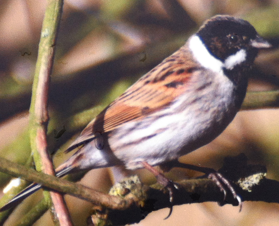 Escribano palustre (Emberiza schoeniclus)