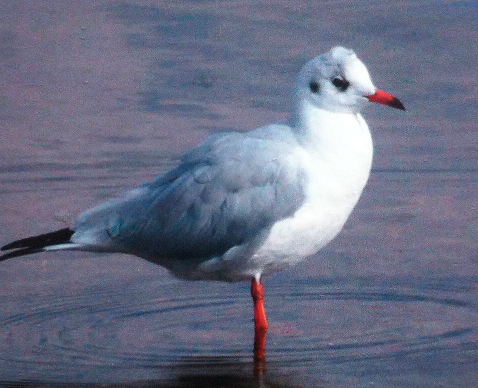 Gaviota reidora (Larus ridibundus)