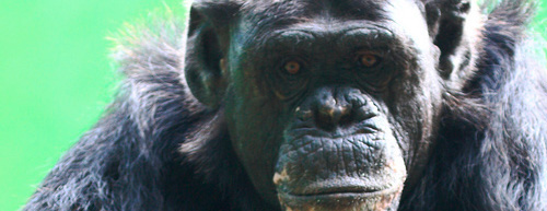 Zoo de Santillana del Mar