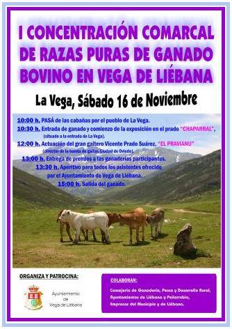 I Concentración de Ganado bovino en Vega de Liébana el día 16 de Noviembre