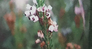 Brezo (Erica vagans)