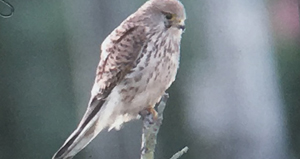 Cernícalo vulgar (Falco tinnnculus)