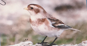 Escribano nival (Plectrophenax nivalis)