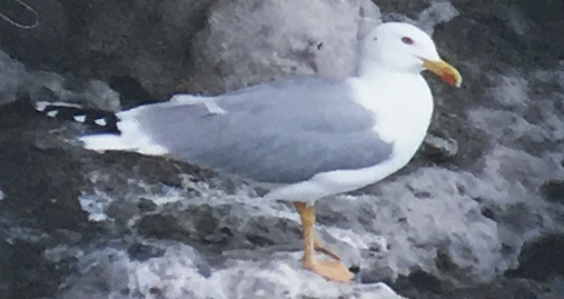 Gaviota patiamarilla (Larus michahellis)