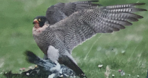 Halcón peregrino (Falco peregrinus)