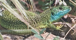 Lagarto verde (Lacerta bilineata)