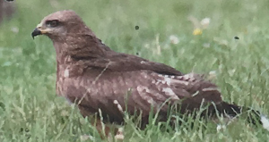 Milano negro (Milvus migrans)