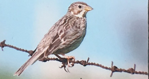 Triguero (Emberiza calandra)