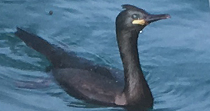 Cormorán moñudo (Phalacrocorax aristorelis).