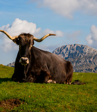 Tudanca, comarca del Saja-Nansa, Cantabria