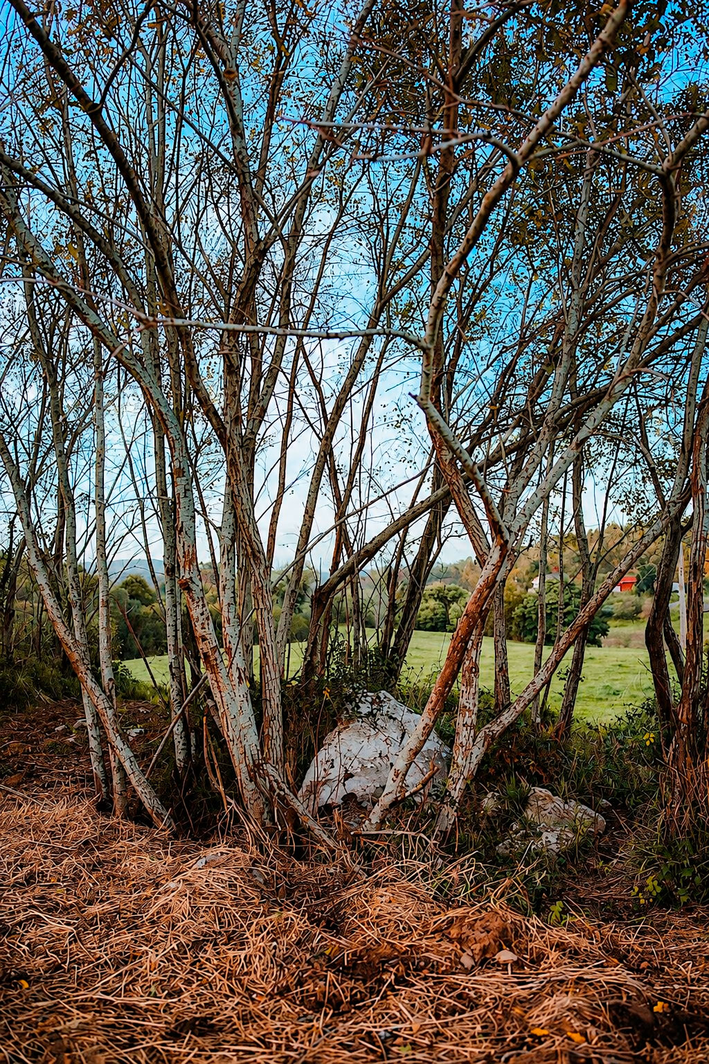 Dolmen del Cotero de la Mina, Hortigal, San Vicente de la Barquera
