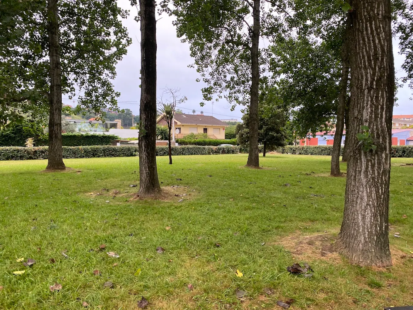Amplia pradera con árboles de gran porte en el parque de La Ribera de Suances, con viviendas del barrio al fondo tras el seto