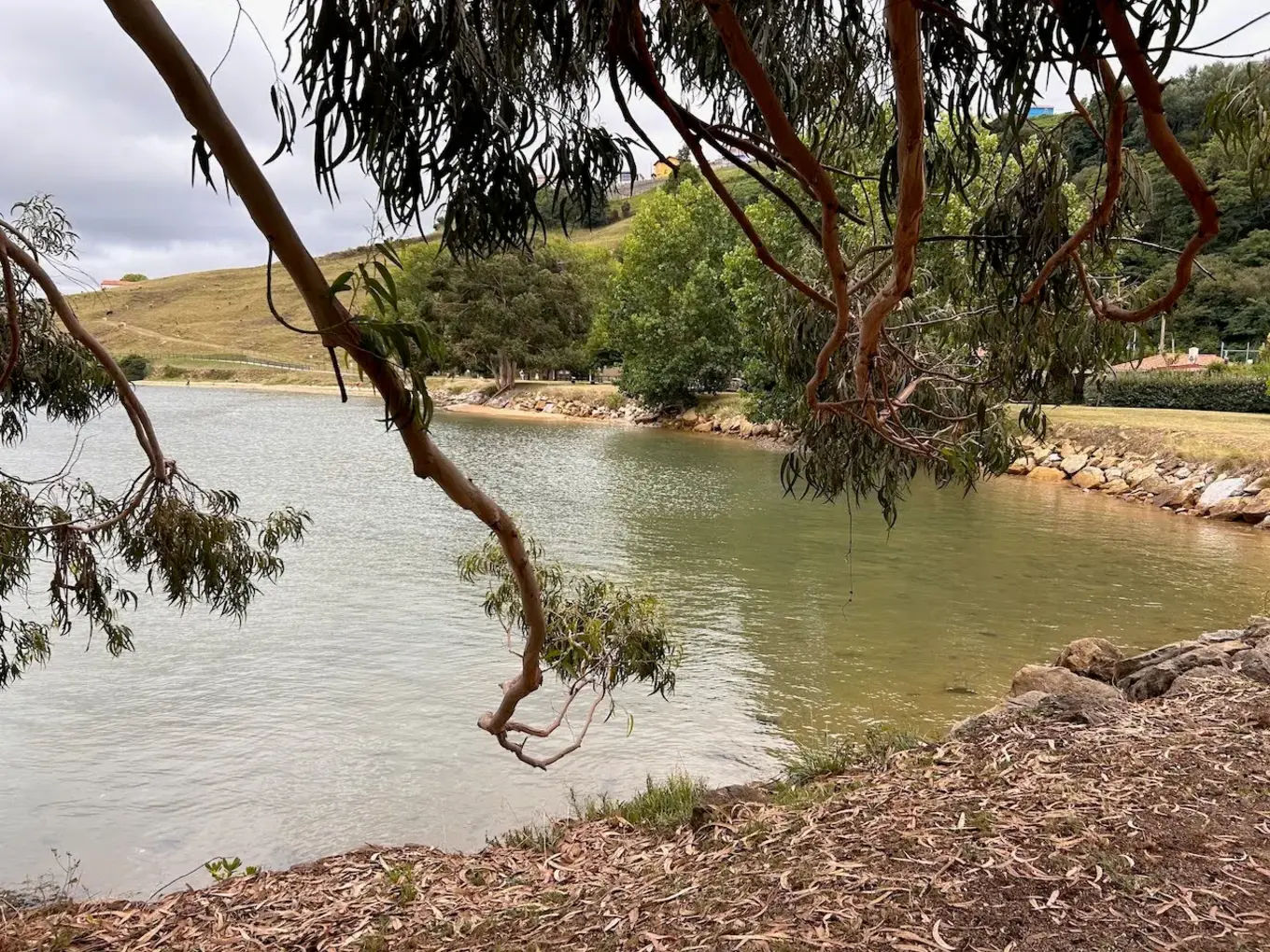 Ramas de eucalipto enmarcando las aguas tranquilas de la ría de San Martín de la Arena junto al parque de La Ribera