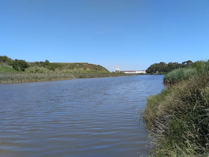 Garza real alimentándose en la ría de San Martín durante la bajamar
